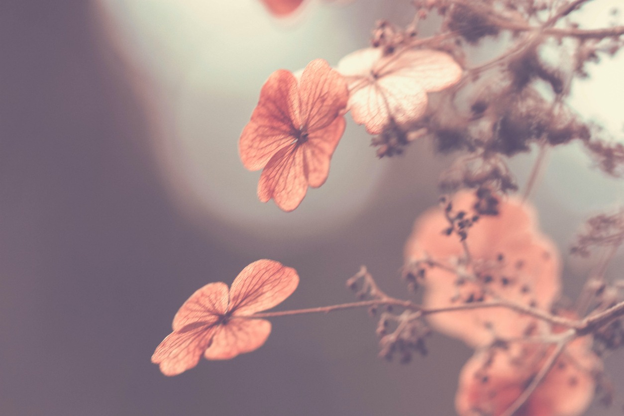 Tree flowers with small berries
